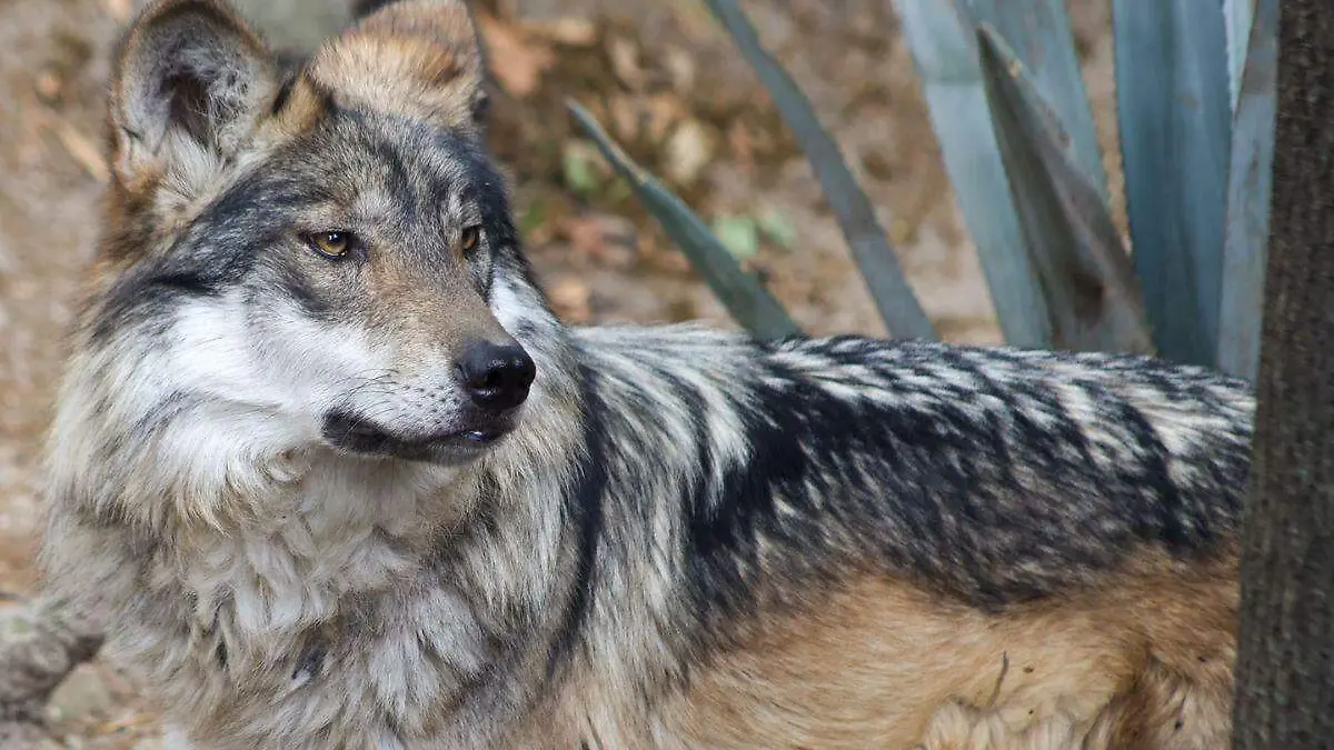 Lobo mexicano